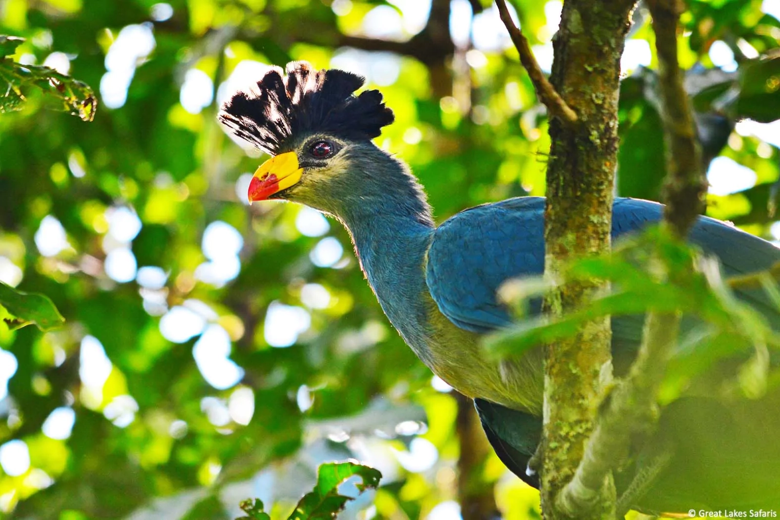 Wildlife in Uganda