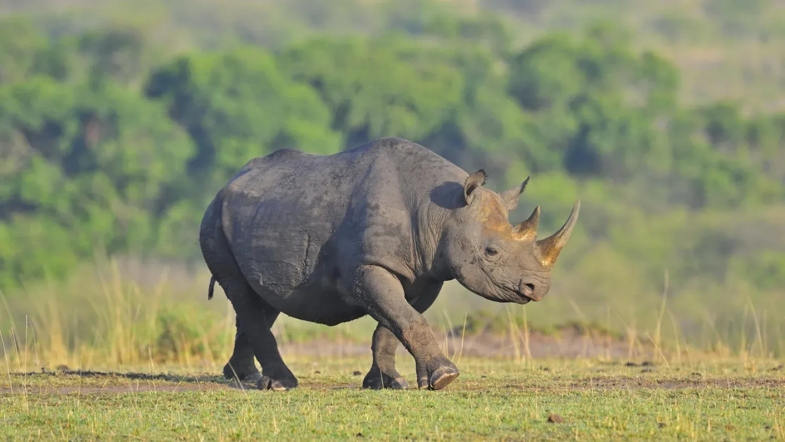 Wildlife on an African safari