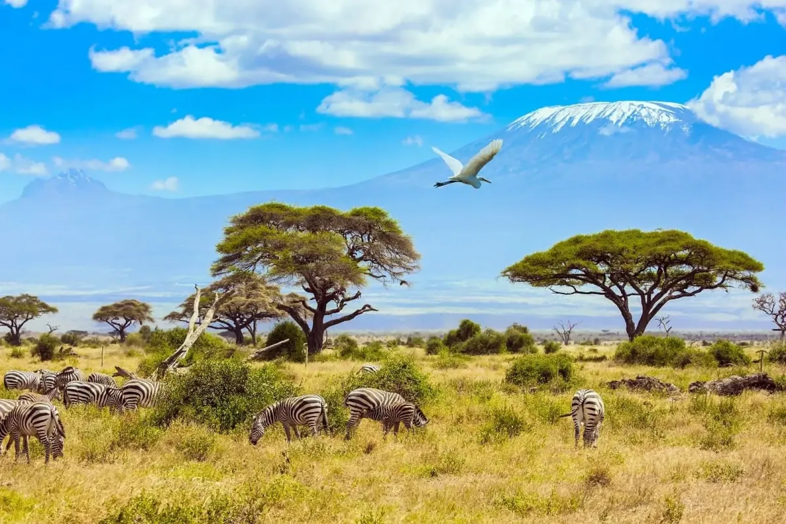 Wildlife photography in Kenya