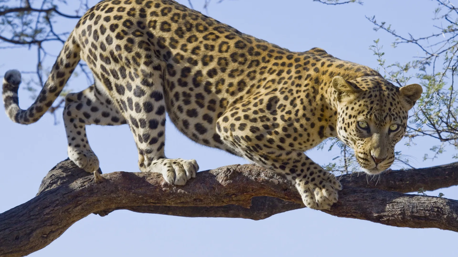 Wildlife photography in Masai Mara
