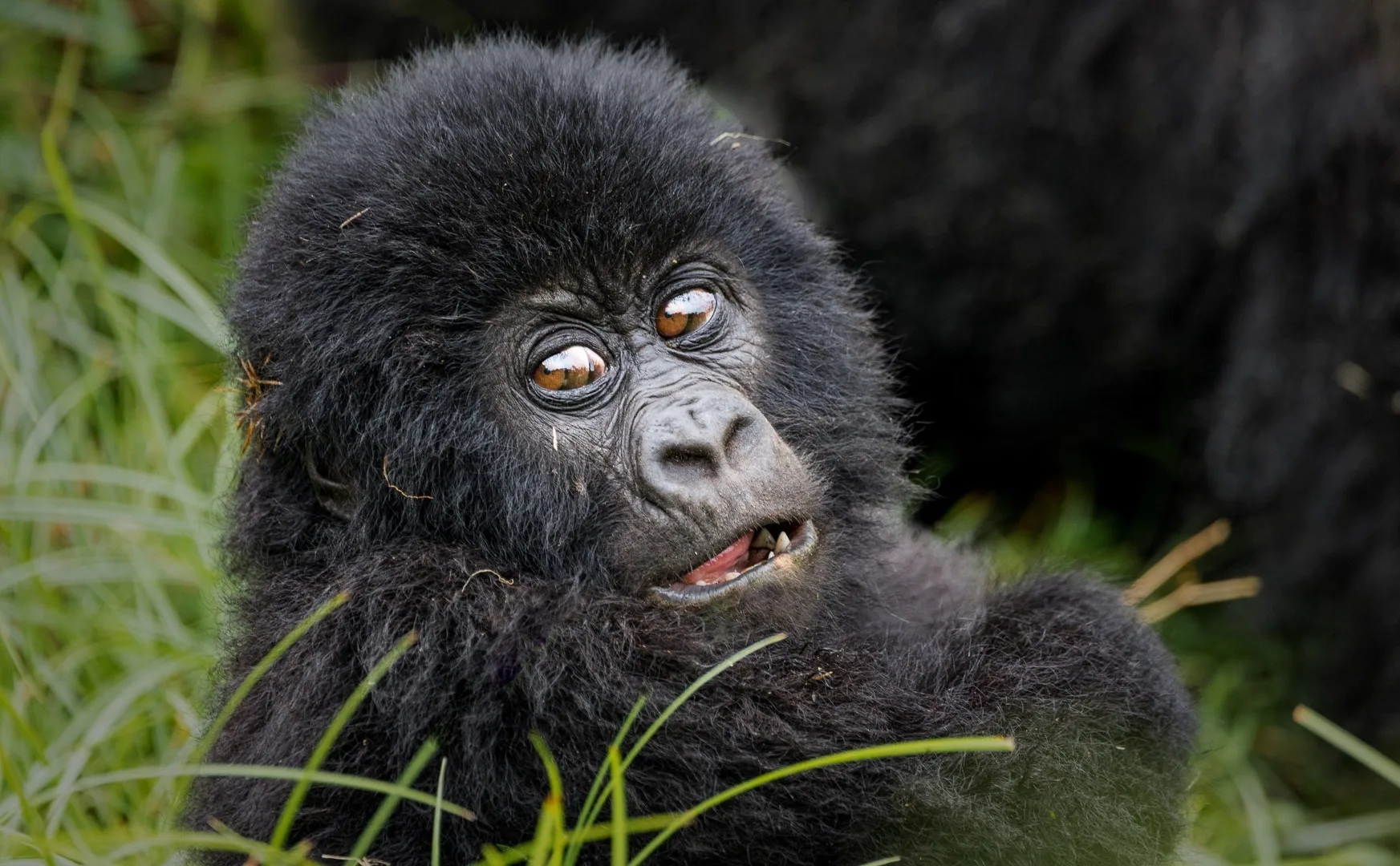 Wildlife photography in Masai Mara