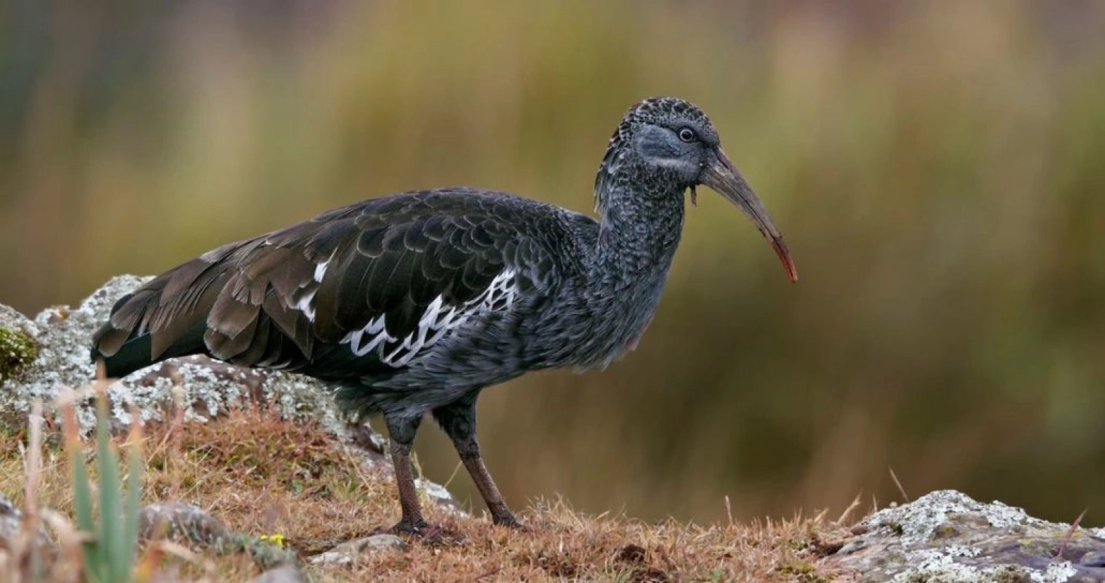 Wildlife photography in Queen Elizabeth