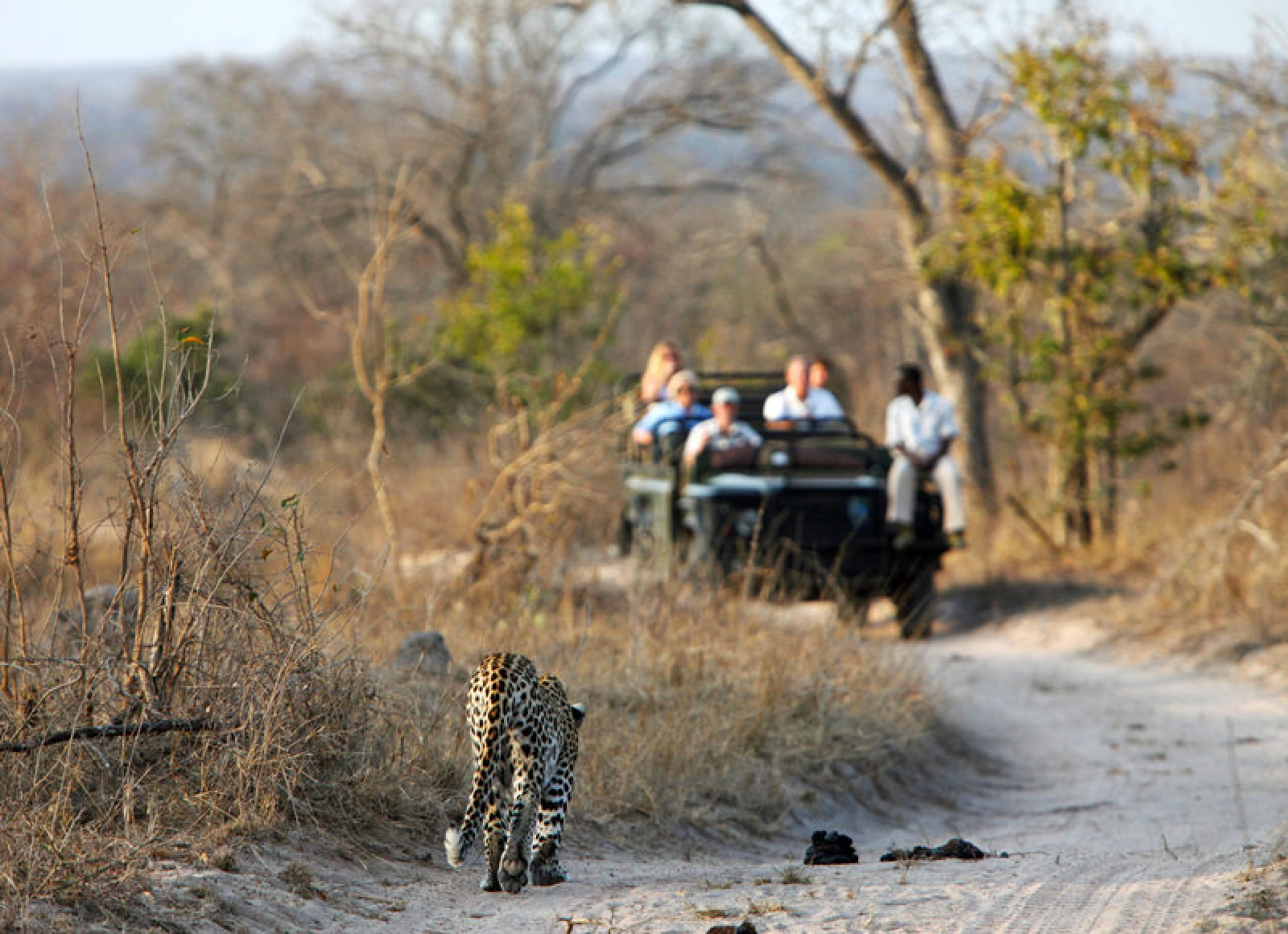 Wildlife photography in Serengeti