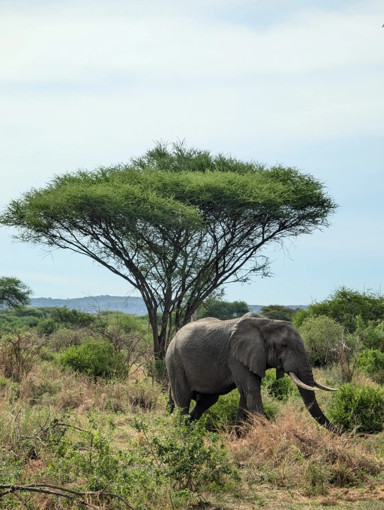 Wildlife photography in Serengeti