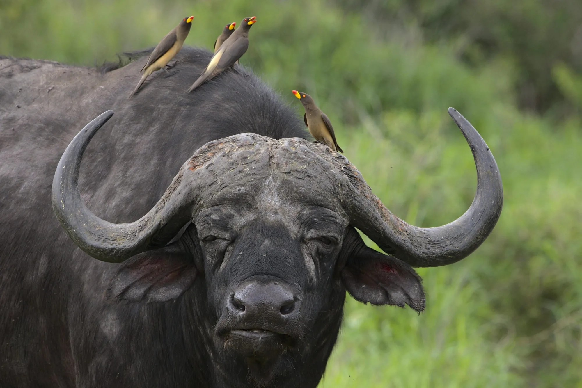 Wildlife photography in Uganda
