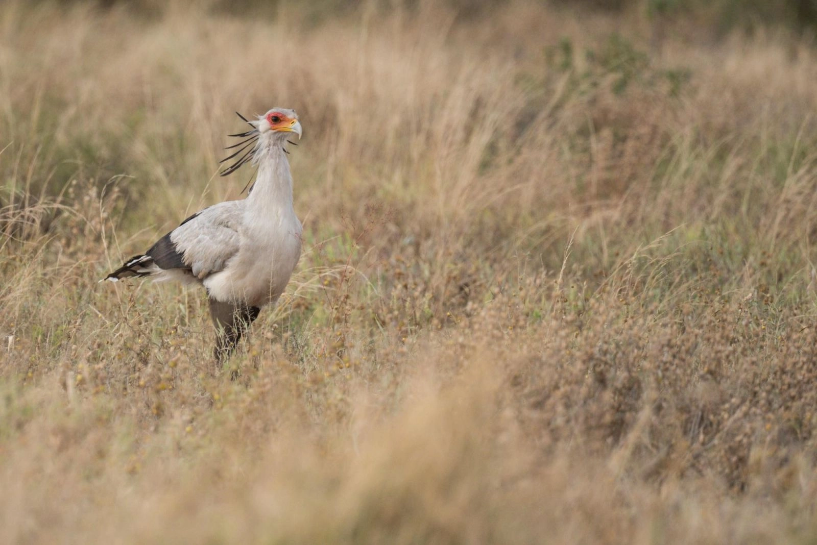 Wildlife photography in Uganda