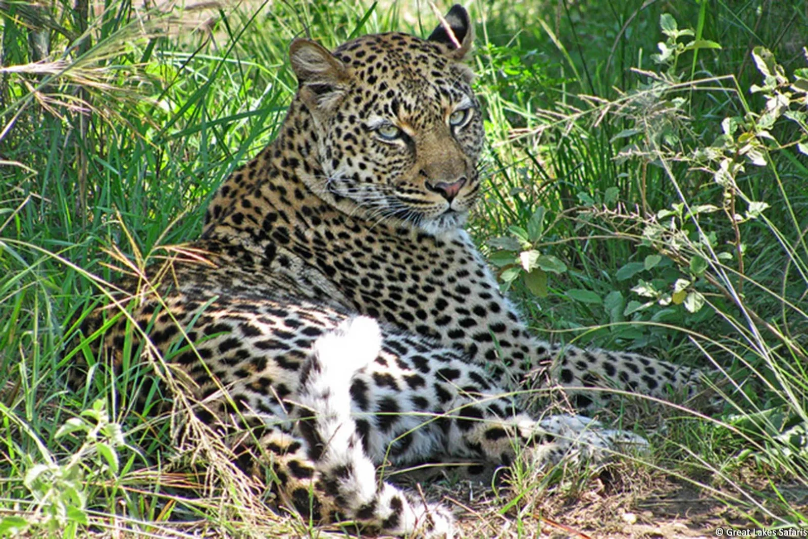 Wildlife photography in Uganda