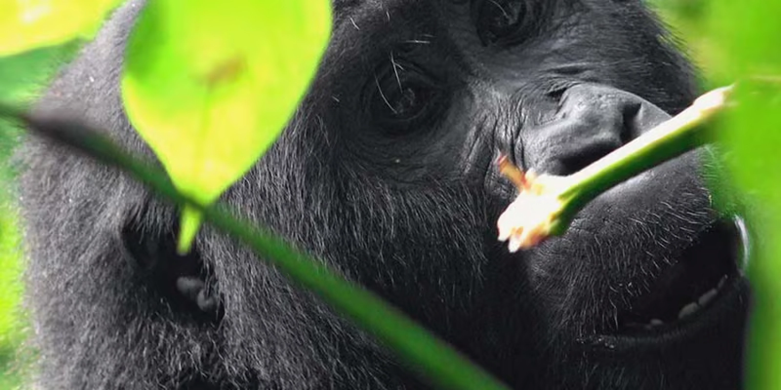 Wildlife photography in Uganda