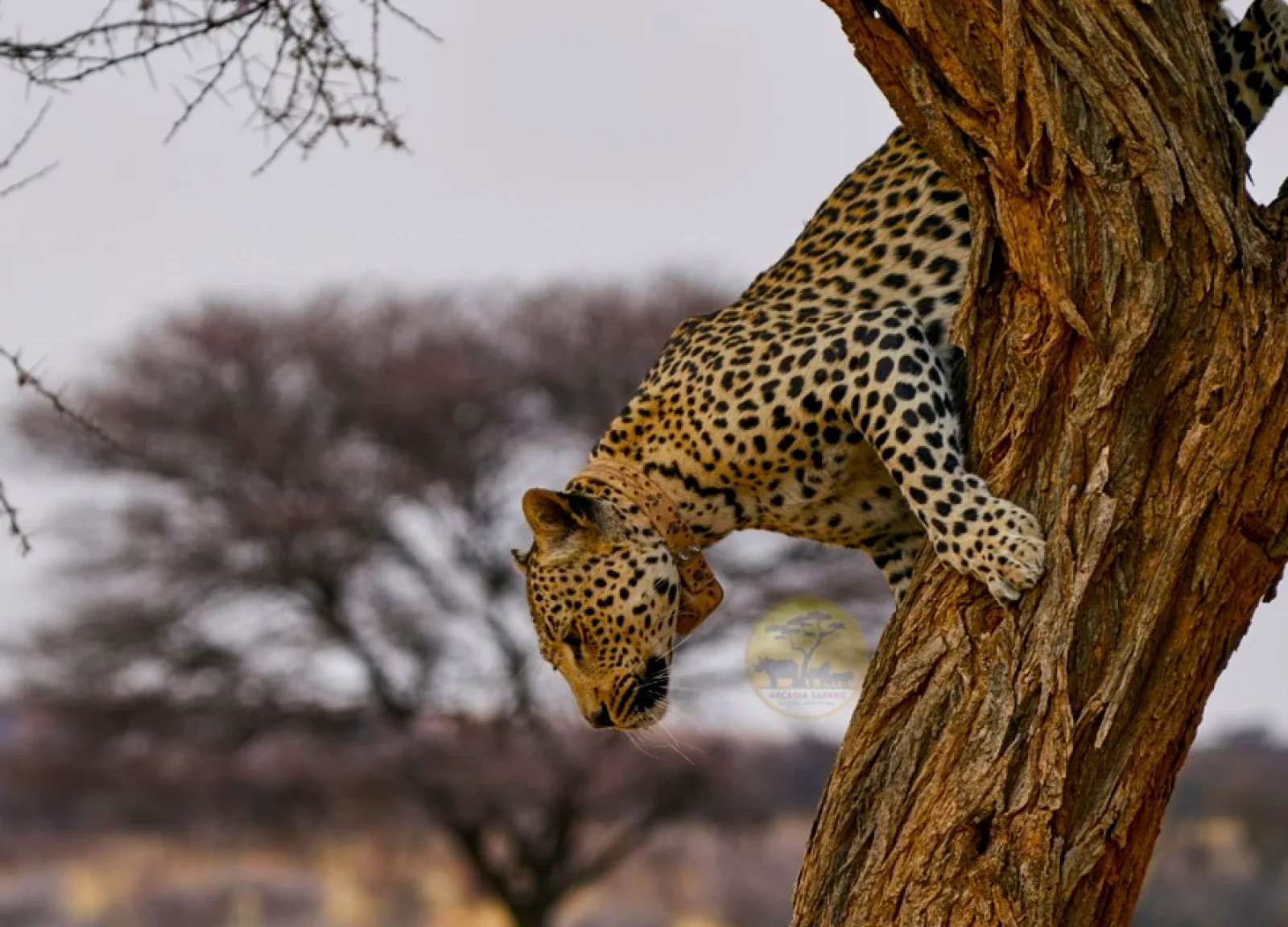 Wildlife photography in Uganda