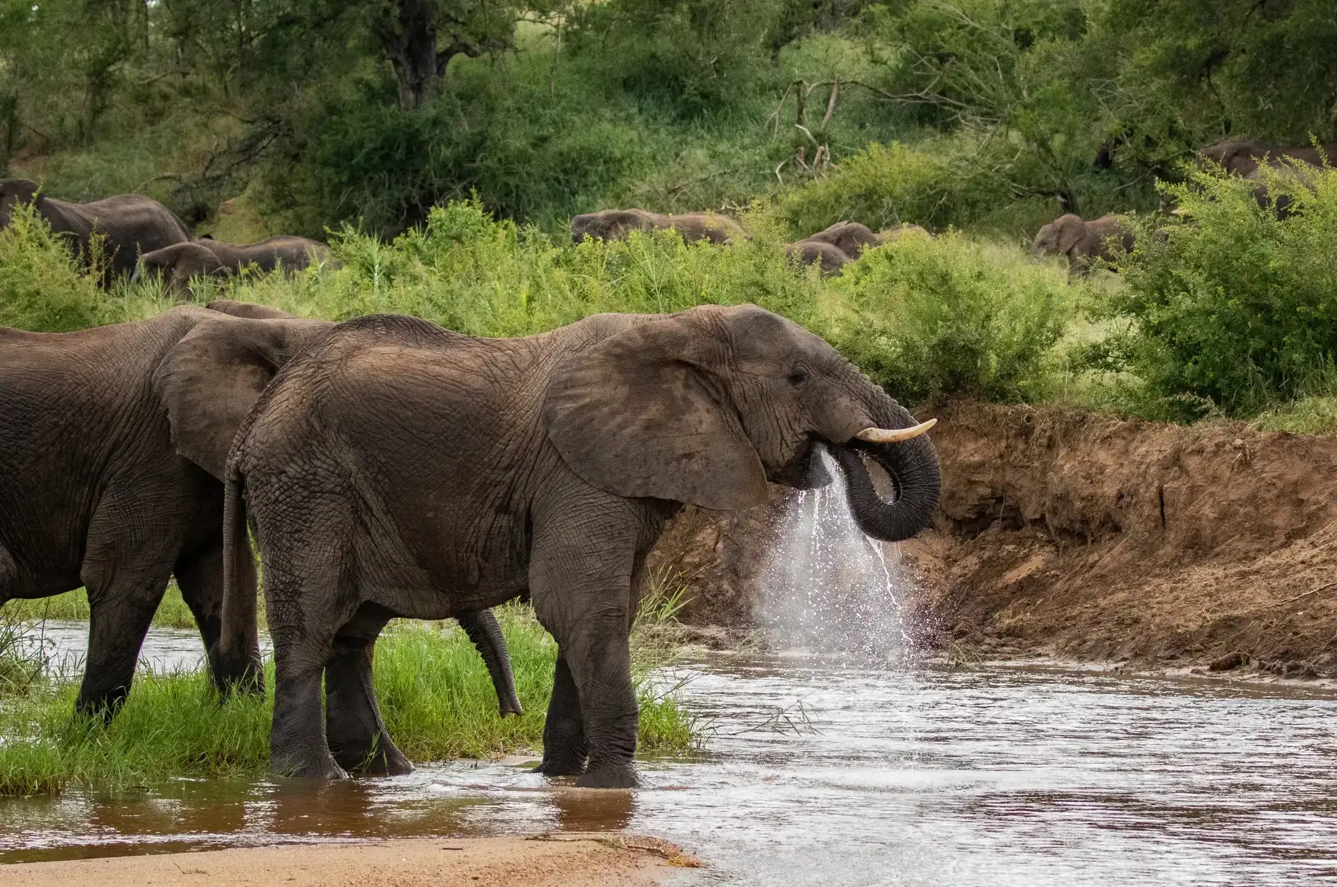 Wildlife photography in Uganda