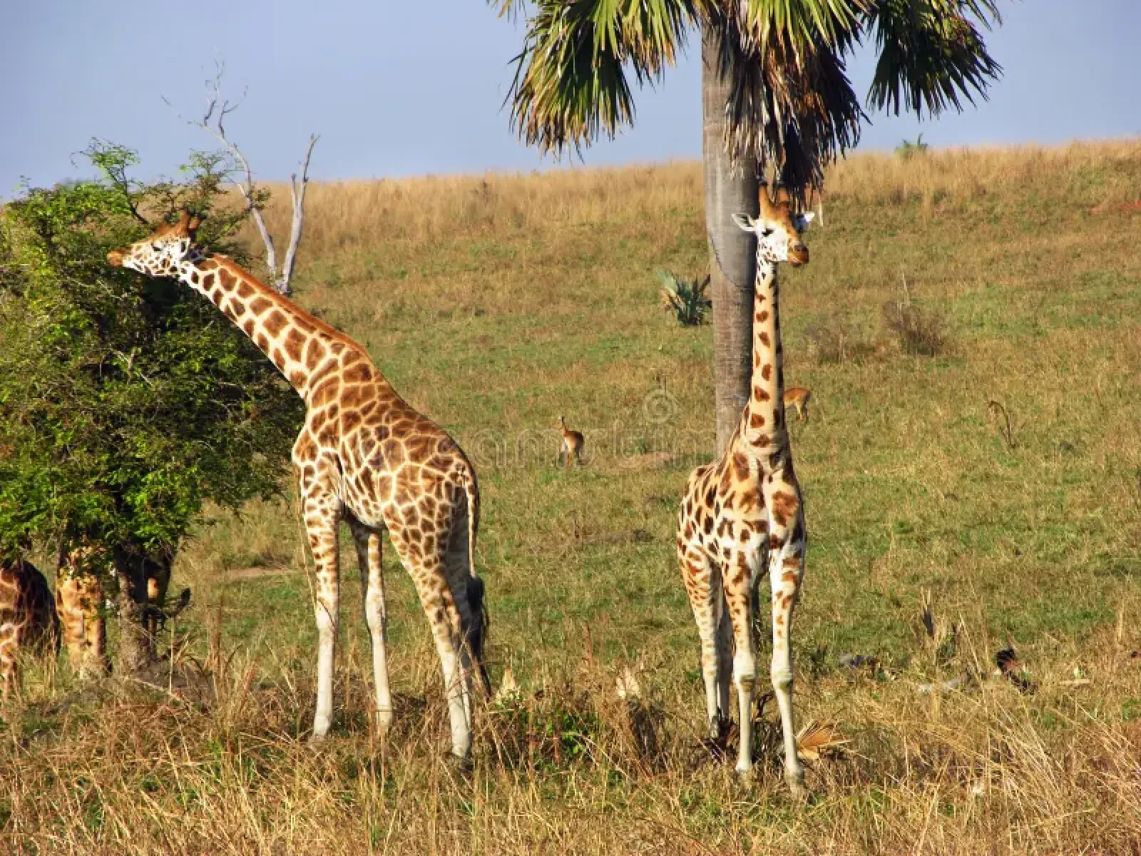 Wildlife photography in Uganda