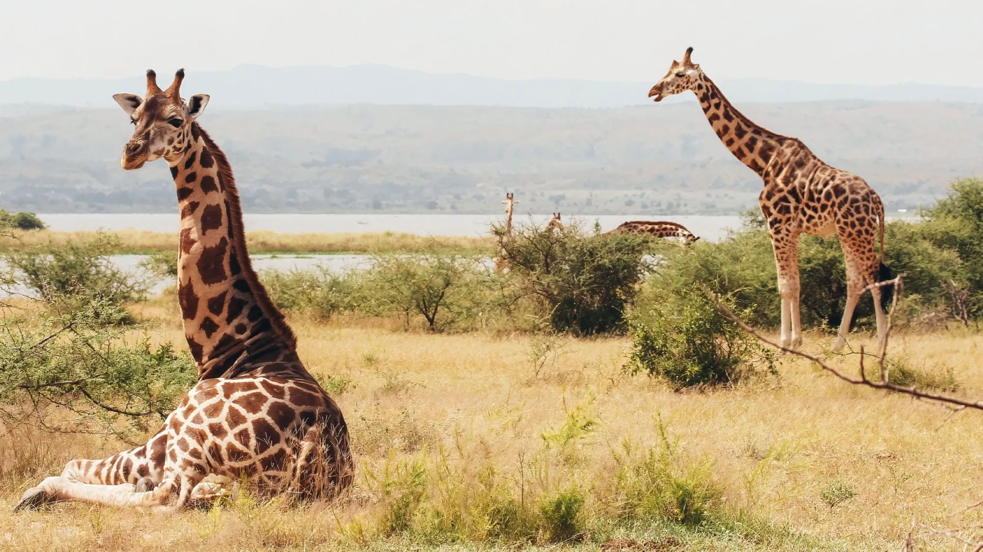 Wildlife photography in Uganda