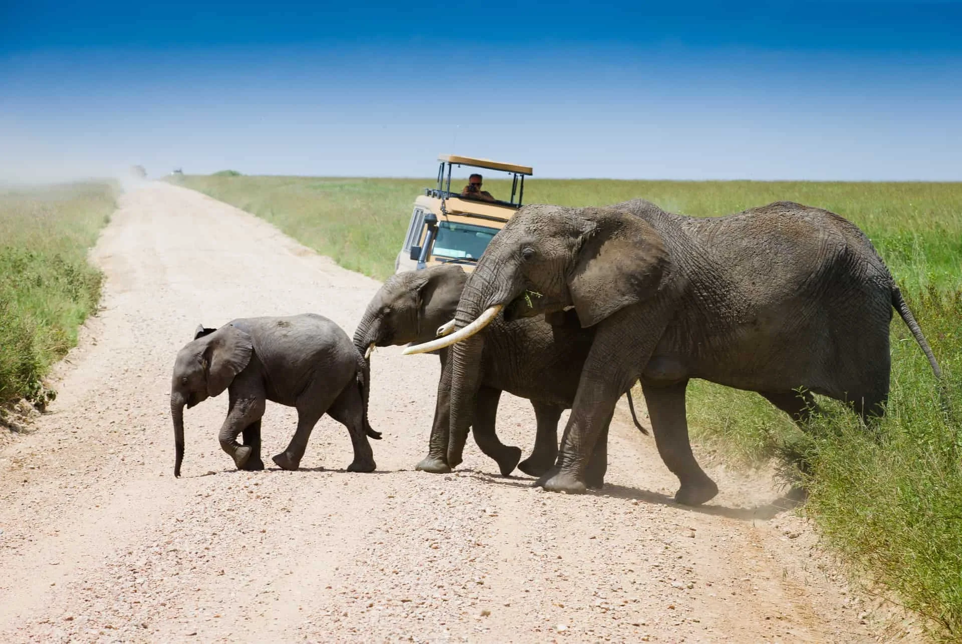 Wildlife photography on safari