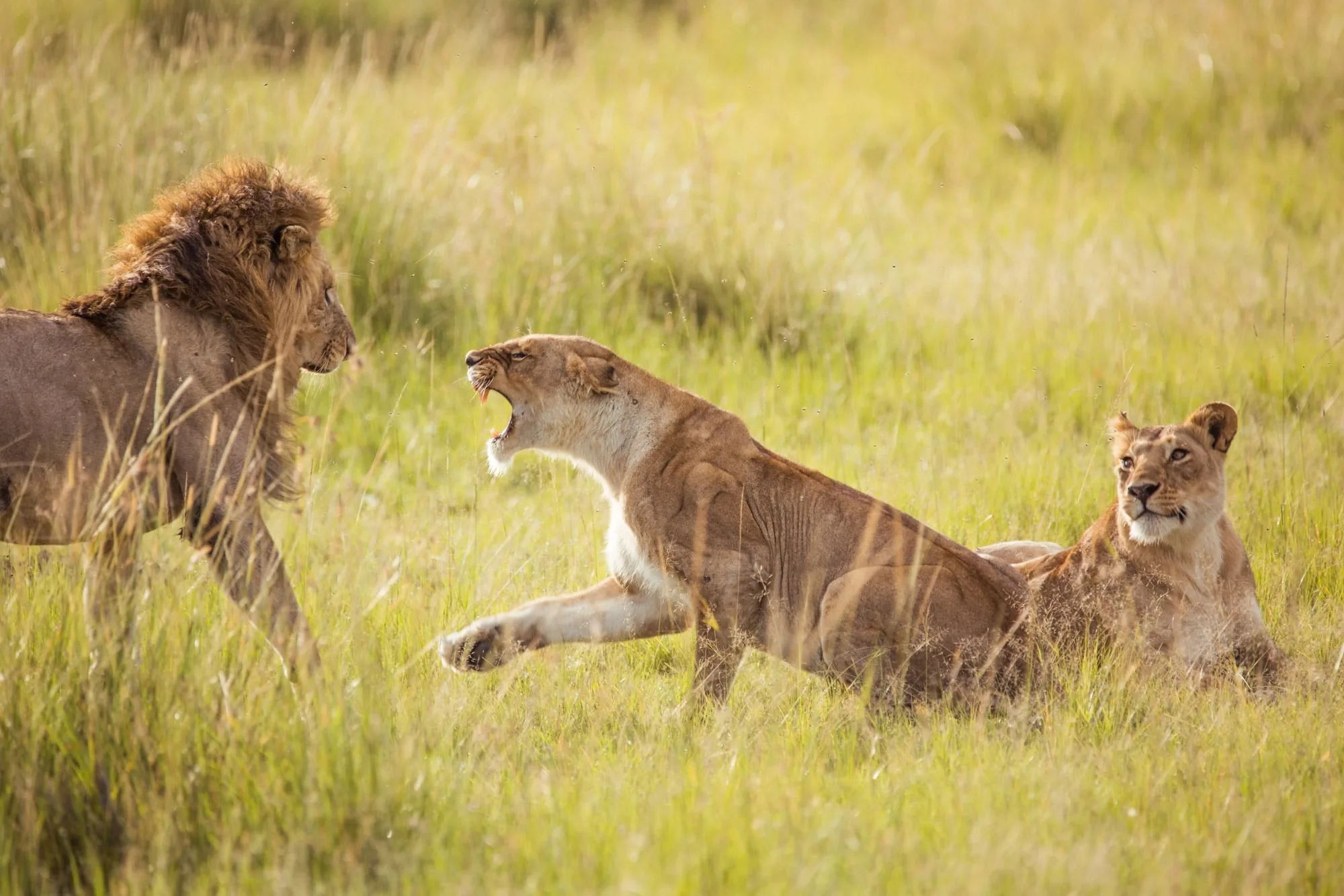 Wildlife photography on safari