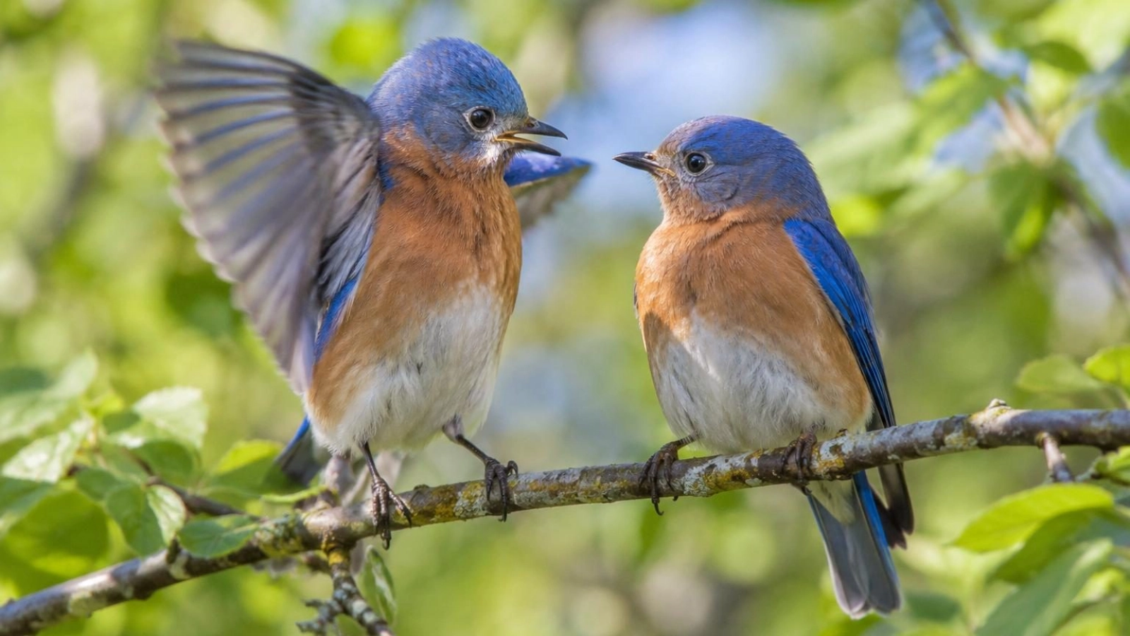 Wildlife photography on safari
