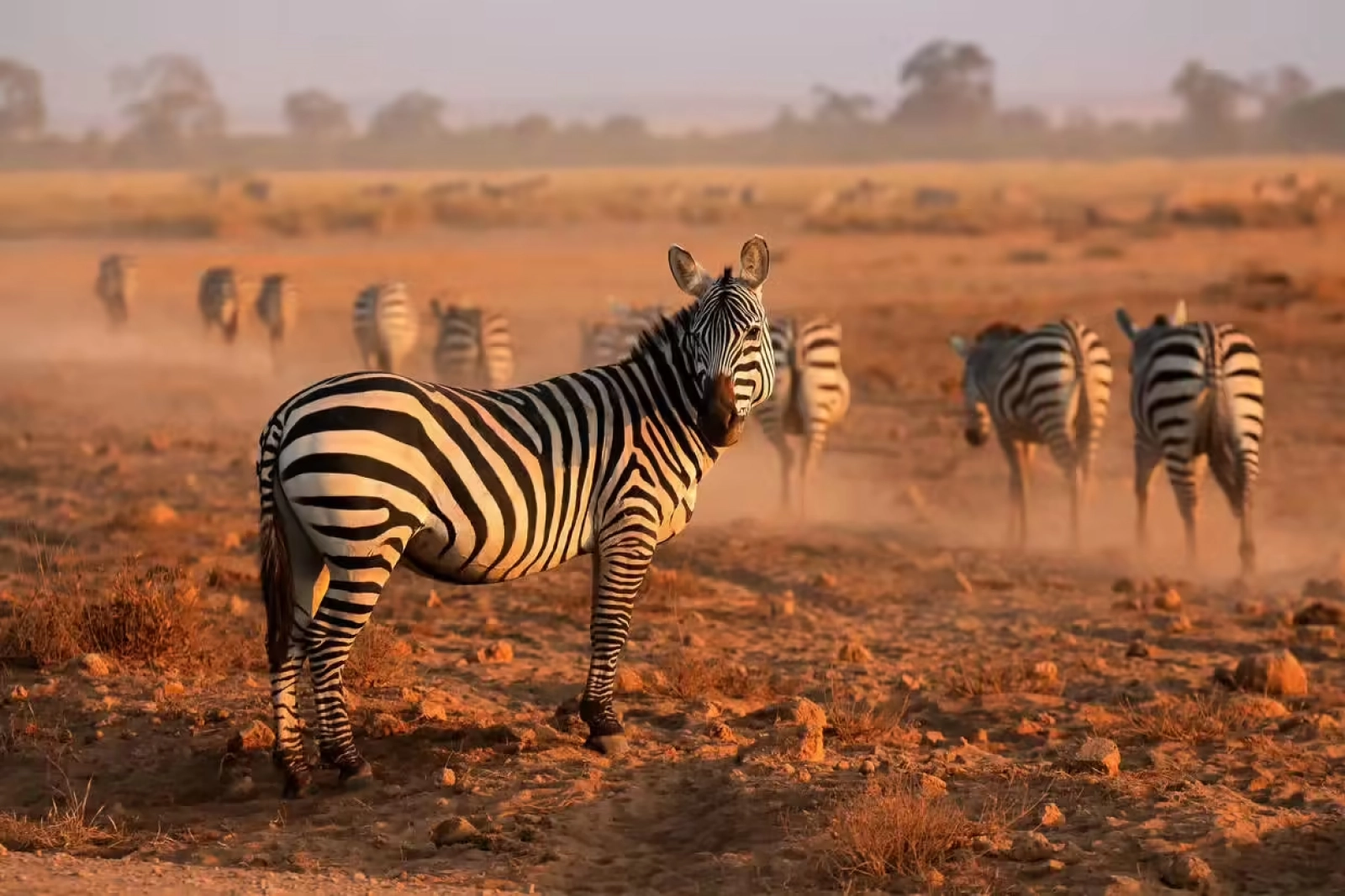 Wildlife photography on safari