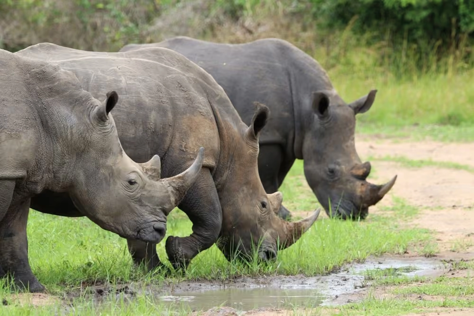 Wildlife photography on safari