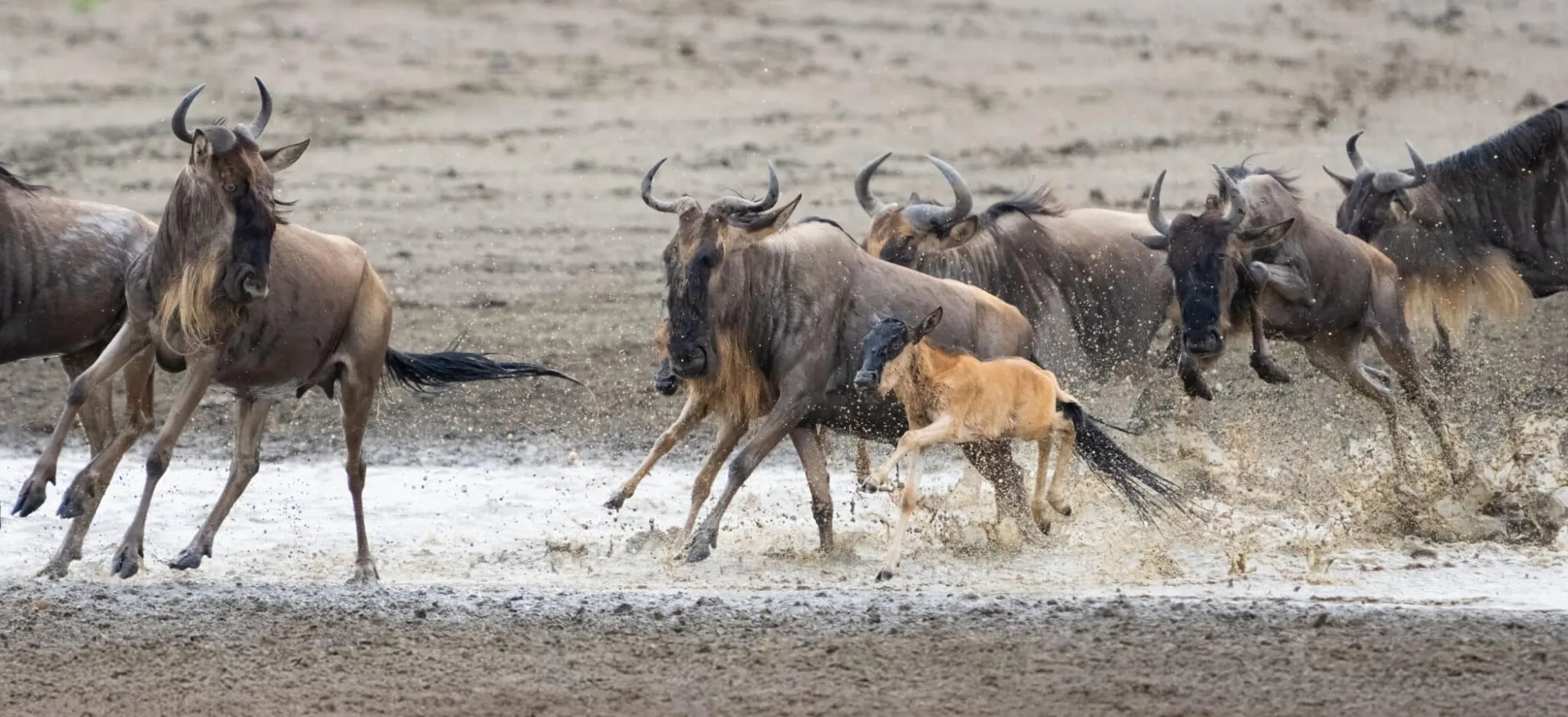 Wildlife photography on safari