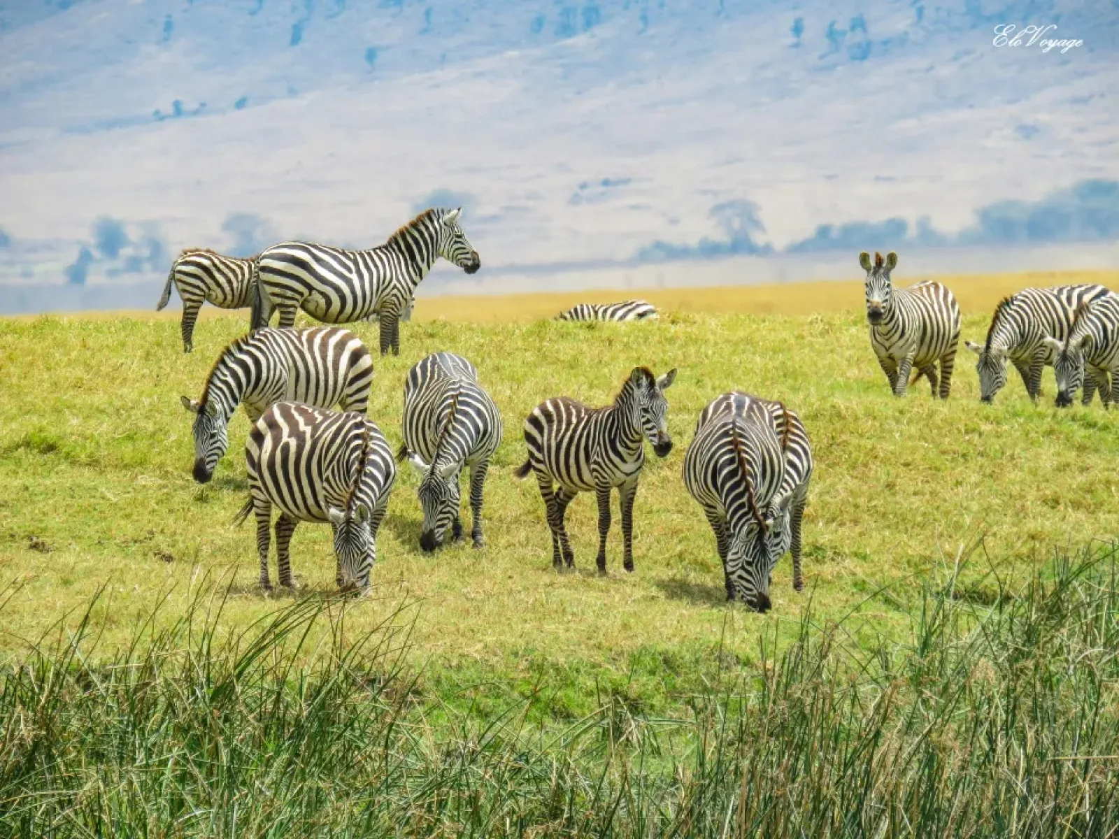 Wildlife photography on safari