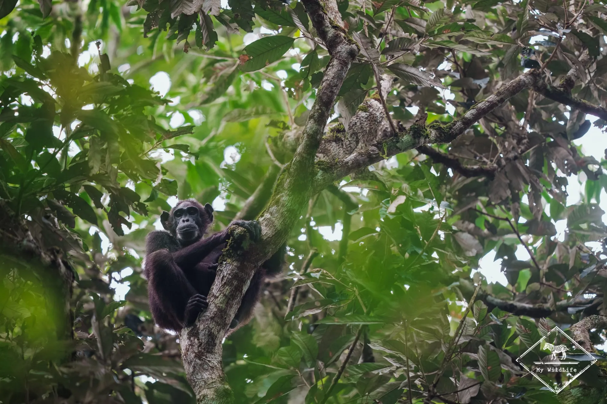 Wildlife photography without flash in Kibale