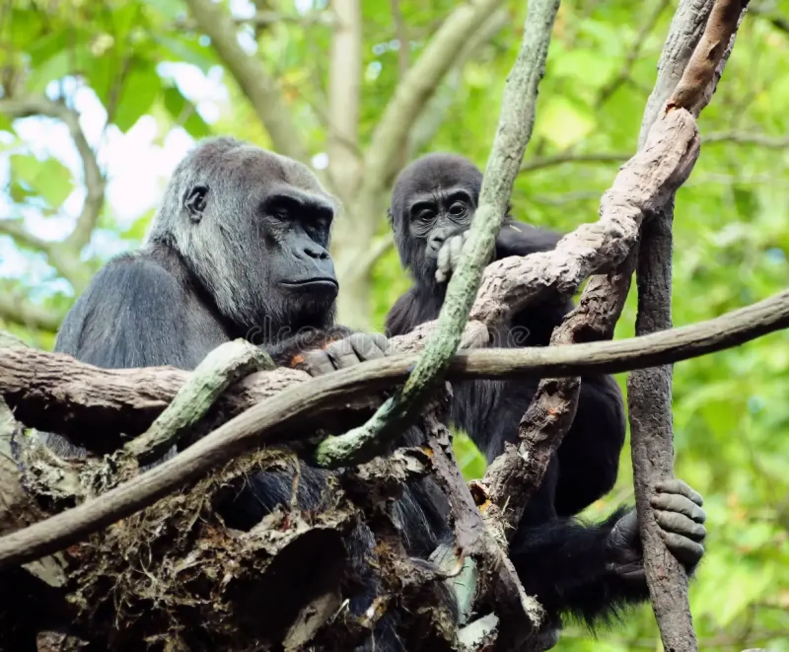 Wildlife photography without flash in Uganda