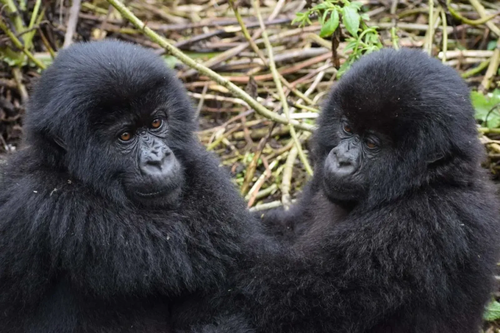 Wildlife photography without flash in Uganda