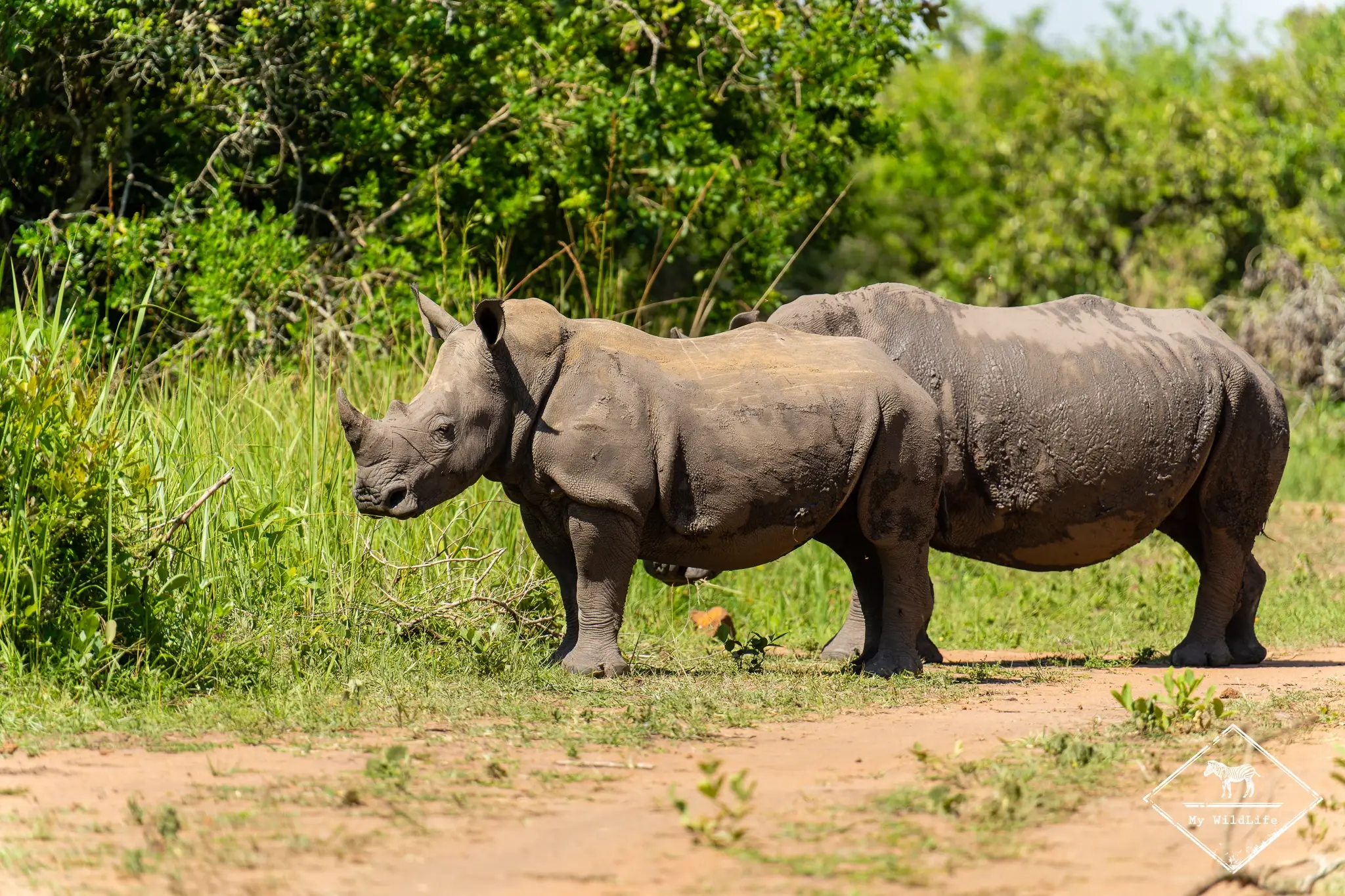Ziwa : safari, animaux et conseils